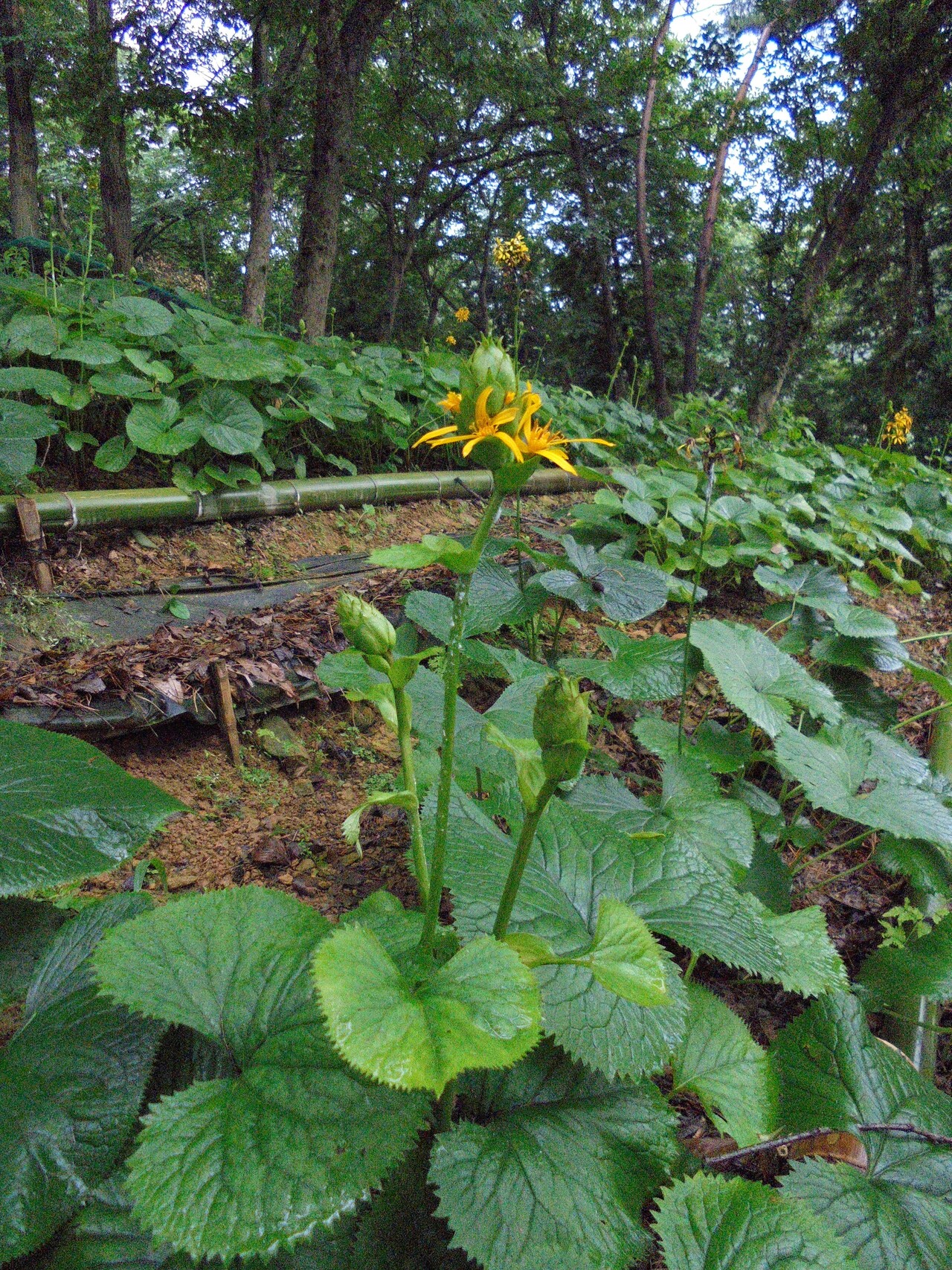 곰취 / 출처 : 국립산림과학원 보도자료