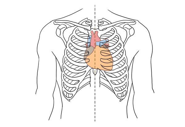 심장의 위치 / 출처 : 서울아산병원