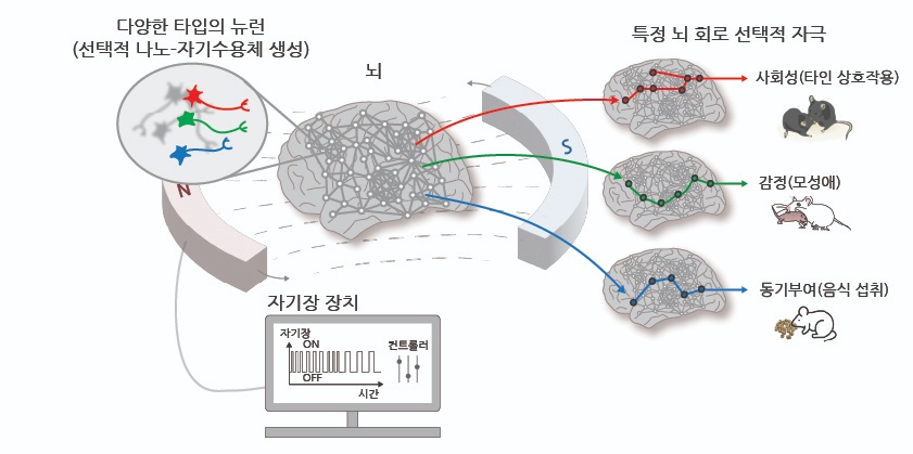 출처 : 기초과학연구원(IBS) 홈페이지