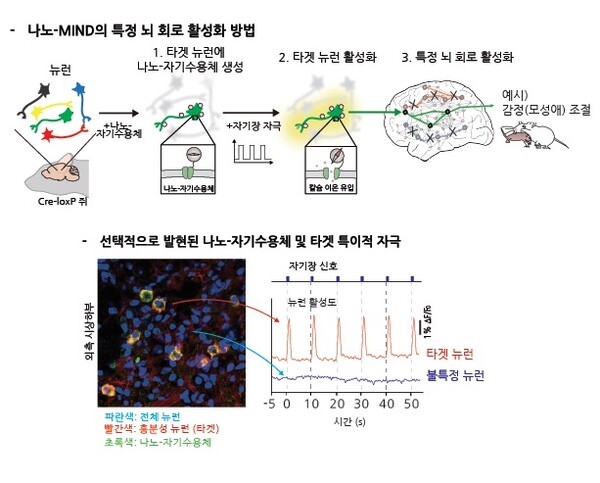 출처 : 기초과학연구원(IBS) 홈페이지