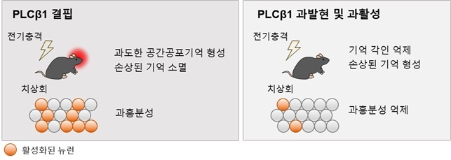 해마 치상회에서 PLCβ1 발현 조절을 통해 관찰된 결과 요약 그림 / 출처 : KAIST 연구뉴스