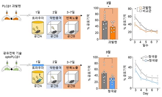 PLCβ1 과발현 및 활성에 의해 트라우마에 의한 과도한 기억 형성 억제 관찰 / 출처 : KAIST 연구뉴스