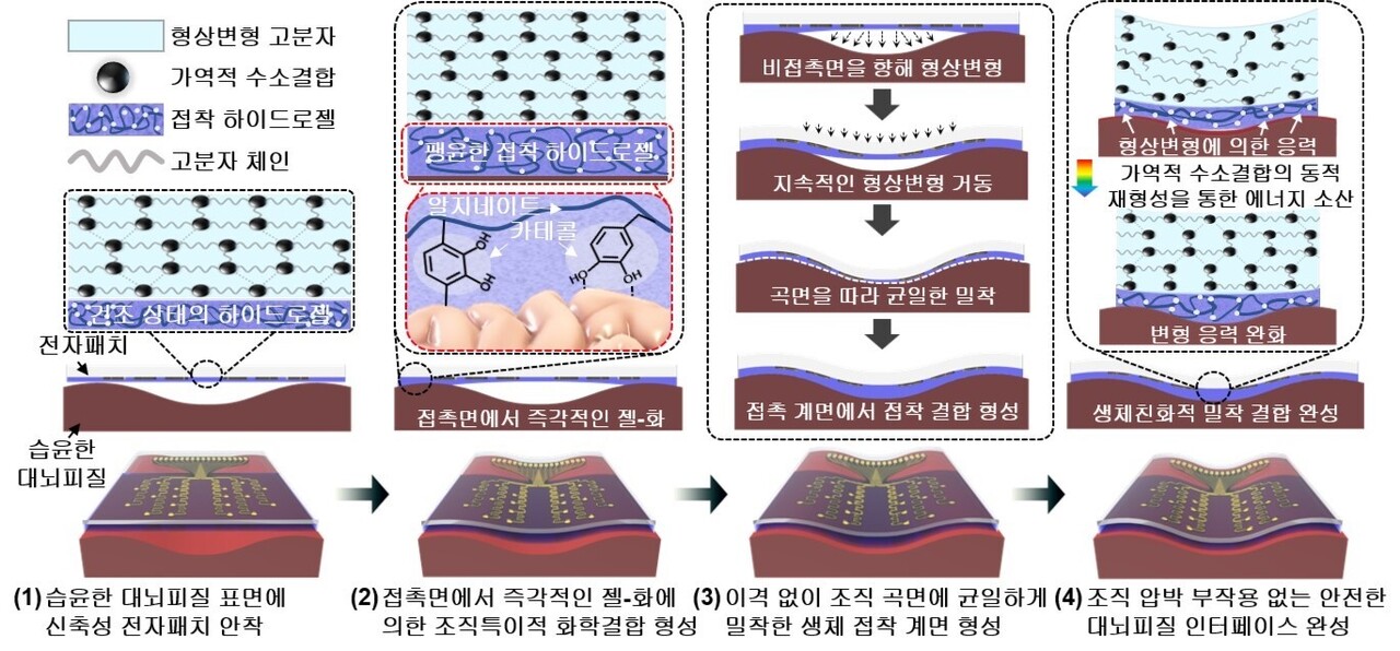 인체 내 습윤한 환경에서 하이드로젤의 특성에 의해 대뇌피질에 즉각 접착하기 시작한다. 동시에 신축성 형상변형 고분자는 대뇌피질의 굴곡에 맞추어 자발적으로 변형하며 빈틈없이 밀착된다. 대뇌피질에 견고히 부착되고 나면 형상변형 고분자 내부의 응력은 조기에 모두 해소돼, 뇌 조직에 물리적 압박 없이 장기간 안전하게 사용할 수 있다. / 출처 : 기초과학연구원