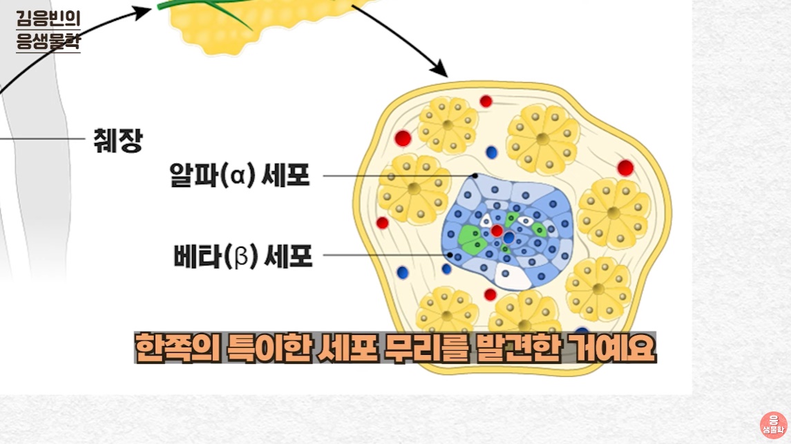 출처 : 유튜브 채널 '김응빈의 응 생물학'