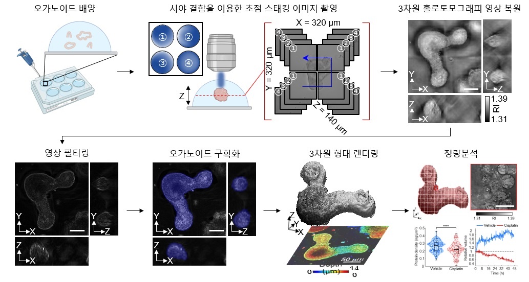 홀로토모그래피를 이용하여 오가노이드의 3차원 형태 복원 및 정량적 분석을 할 수 있다. / 출처 : 카이스트 연구뉴스