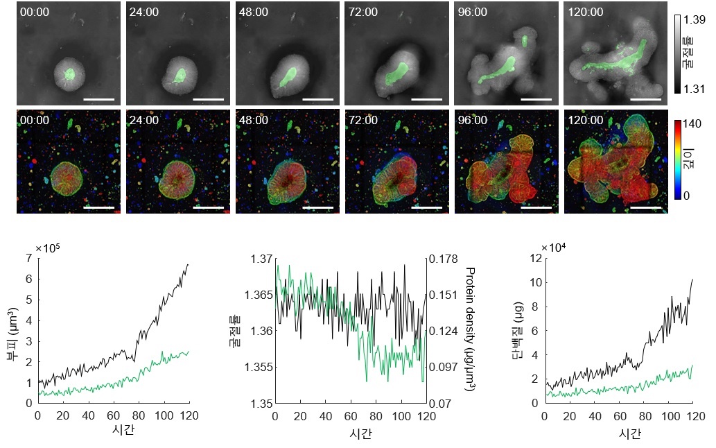 홀로토모그래피를 이용하여 기존의 현미경으로 보기 어려웠던 장 오가노이드의 내강 및 융모 발달과정을 실시간으로 관찰가능하다. / 출처 : 카이스트 연구뉴스