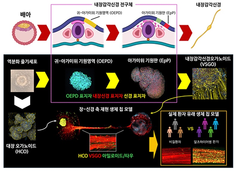 연구의 개요에 대한 설명. 역분화 줄기세포에서 기존 발생학 기전을 따라 내장감각신경오가노이드 (VSGO)를 유도하고, 이를 통해 장-신경 축 재현 생체 칩 모델 / 출처 : 서울대학교 보도자료