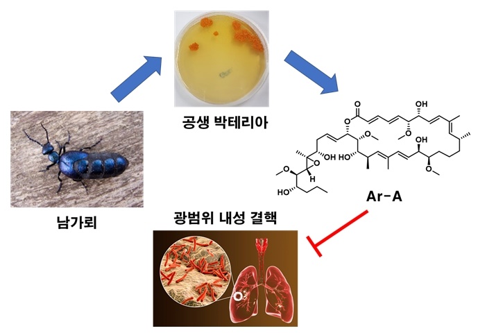 남가뢰 공생 박테리아로부터 광범위 내성 결핵을 제어하는 항결핵제 선도물질 Ar-A를 발굴함 / 출처 : 서울대학교 홈페이지