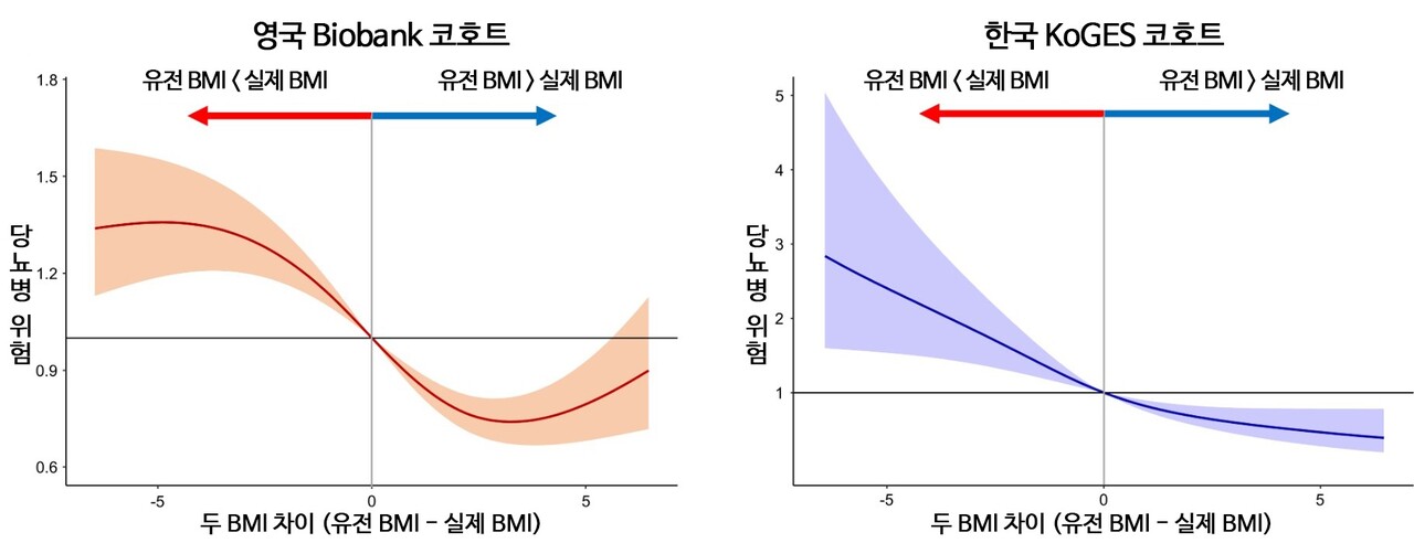 영국과 한국 모두 유전 BMI에 비해 실제 BMI가 클수록 당뇨병 위험이 유의미하게 증가하는 것으로 나타났다 / 출처 : 서울대학교병원