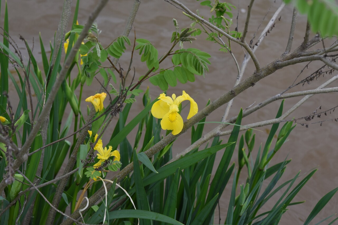 노랑꽃창포는 5~6월에 노란색의 꽃을 피우는 관속식물이다. 관상용으로 주로 심으며 지하경은 즙을 내어 약으로 쓴다. / 이미지 및 캡션 출처 : 환경부 보도자료