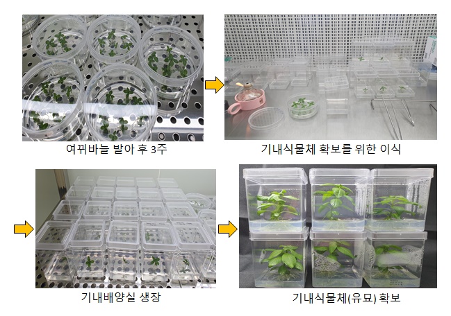 여뀌바늘 기내식물체 확보 과정 / 이미지 및 캡션 출처 : 환경부 보도자료