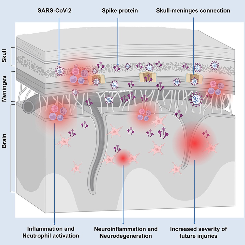 골수와 수막에 존재할 수 있는 스파이크 단백질 / 출처 : 'Cell Host & Microbe'