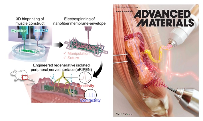 본 연구를 통해 개발된 신경-근육 재생 구조체(eRIPEN)의 제작 이미지(좌), 그리고 Advanced Materials 전면 표지 이미지(우)(Volume 36, Issue 44) / 출처 : 고려대학교