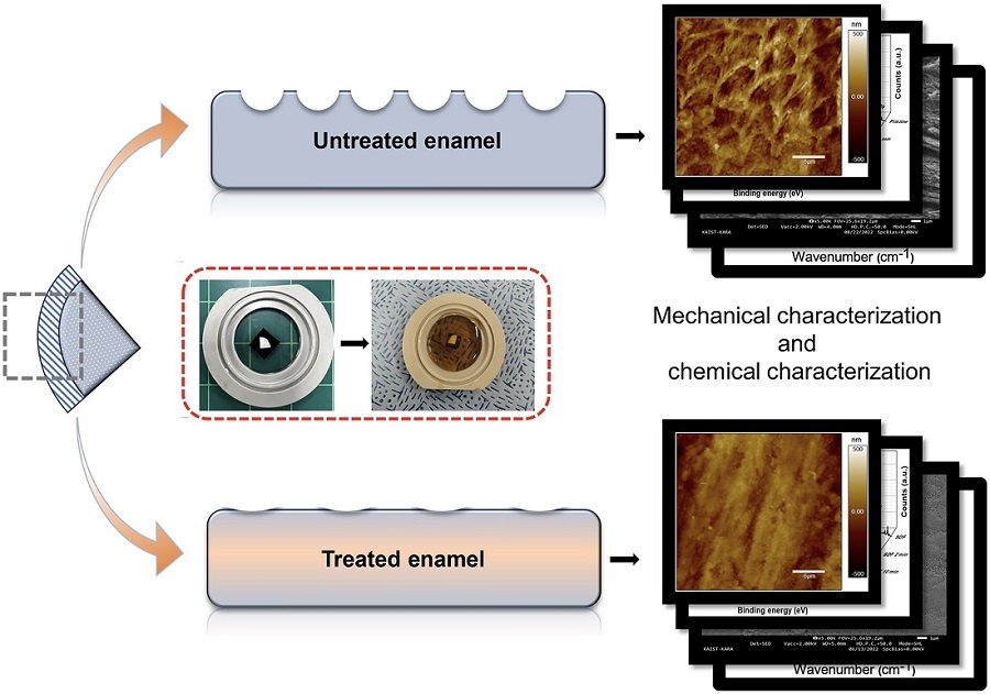이번 연구의 개요도. SDF 미처리 및 처리된 치아를 콜라에 노출시킨 후 시간에 따른 표면 형상 및 기계적 특성을 원자간력 현미경으로 분석했다 / 출처 : 카이스트 연구뉴스