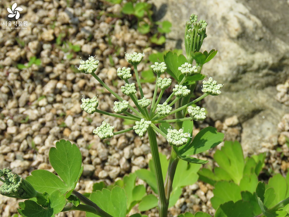 갯기름나물 생김새 / 출처 : 서울식물원