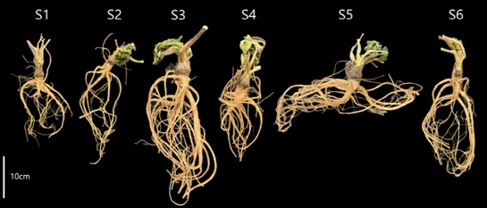 갯기름나물 뿌리 모양 / 출처 : 중앙대학교
