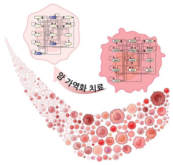대장암 가역치료 연구결과 모식도 / 출처 : 카이스트