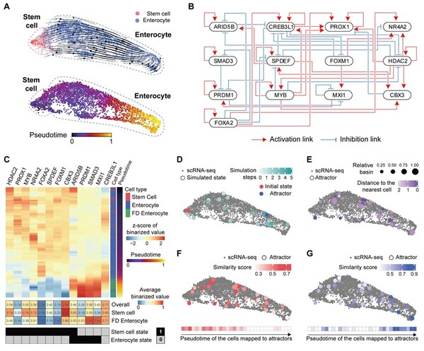 정상 대장세포 분화궤적을 모사한 디지털 트윈 시뮬레이션 / 출처 : 카이스트