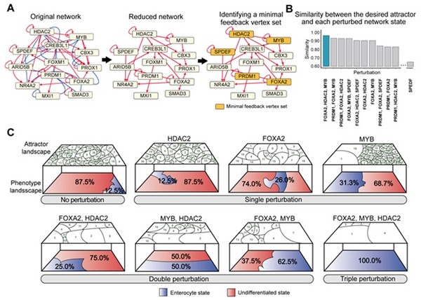 정상 대장세포 분화를 유도하는 최상위 핵심 제어인자 발굴 / 출처 : 카이스트