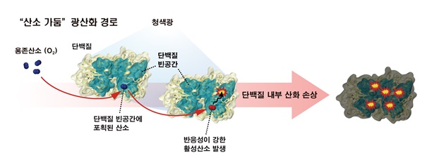 세포 내에 용해된 산소 분자는 단백질 내부의 빈 공간(cavity)에 포획돼, 활성산소로 변환된다. / 출처: [BRIC Bio통신원