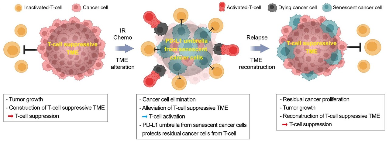 노화된 암세포가 PD-L1 수준을 조절해 항종양 면역반응을 억제하고, 잠재적으로 암 재발을 유도하는 과정을 보여주는 모식도 / 출처 : 인하대학교