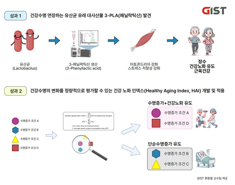 성과 1. 건강수명 연장하는 유산균 유래 대사산물 3-PLA(페닐락틱산) 발견 /  성과 2. 건강수명의 변화를 정량적으로 평가할 수 있는 건강 노화 인텍스 개발 및 적용 / 출처 : GIST 류동렬 교수팀 제공