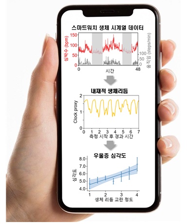 스마트 워치로 수집된 생체 데이터를 기반으로 생체시계의 위상과 수면 단계를 추정하는 수학적 알고리즘을 개발했다. / 출처 : KAIST