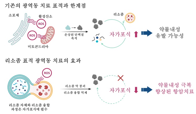 개발된 리소좀 표적 광감각제 기반 치료의 차별점 / 출처 : BRIC Bio통신원