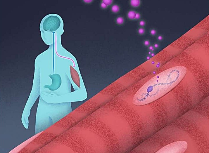 식사 제한으로 그렐린이 분비되면 뇌는 성장 호르몬을 전신으로 보내 신진대사를 조절한다 / 출처 : 소크 연구소