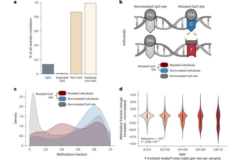 해당 연구의 그래픽 초록 / 출처 : 임상 의학 저널(Journal of Clinical Investigation