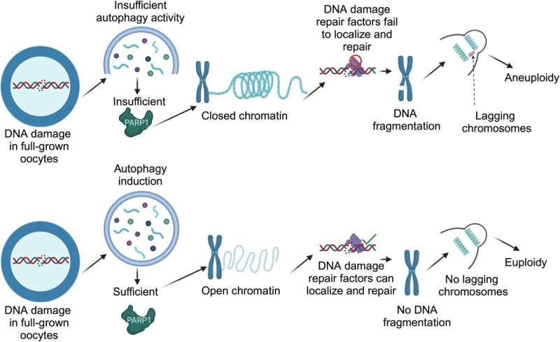 난자 자가포식과 DNA 손상 복구의 개략적 모델 / 출처 : 네이처 커뮤니케이션즈