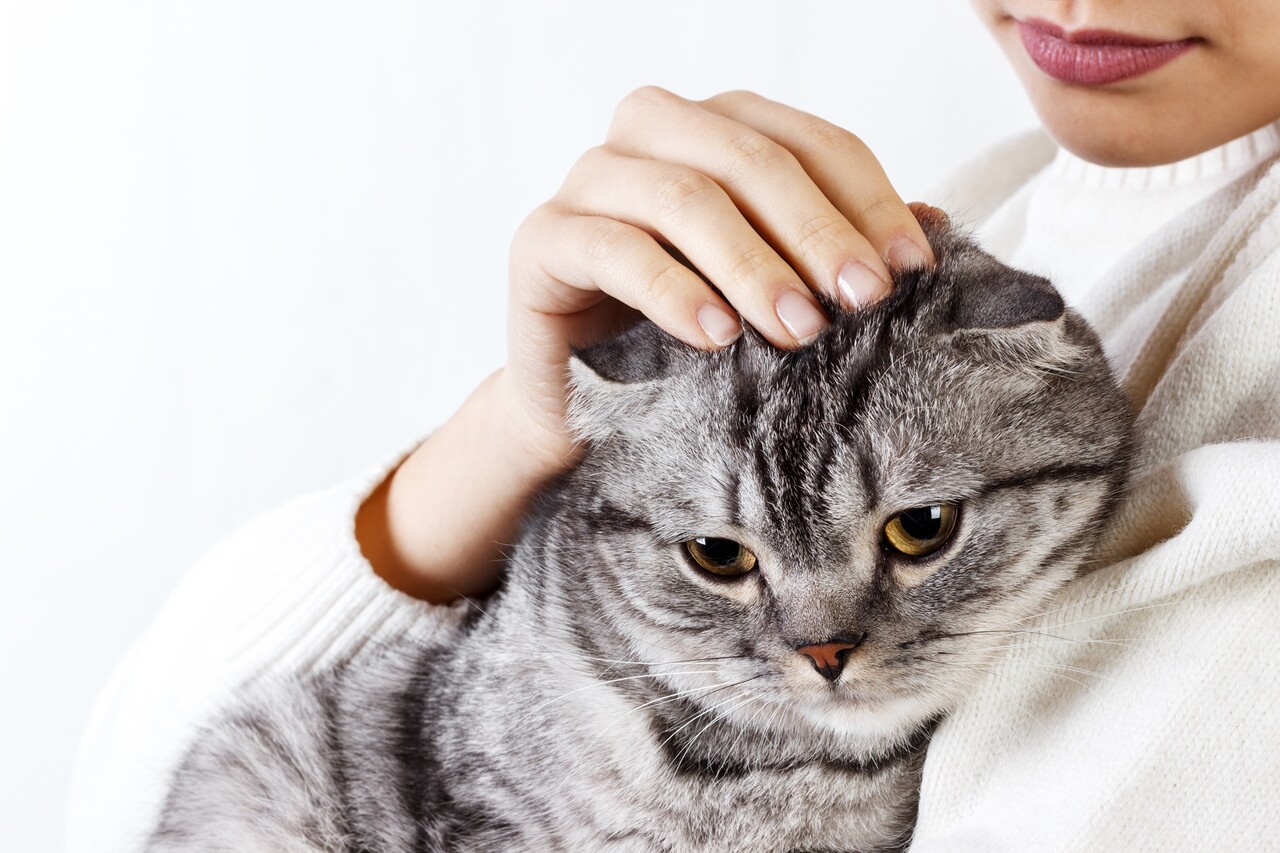 종의 특성, 개체 특성을 고려해 자신과 잘 맞는 반려동물을 선택하는 것이 중요하다 / 이미지 출처 : 모션 엘리먼츠