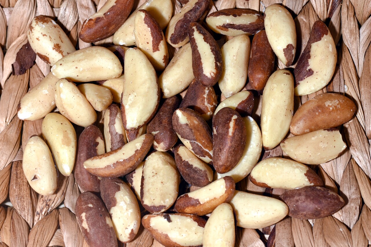 브라질너트는 매우 효과적인 셀레늄 공급원으로 꼽힌다 / 이미지 출처 : Motion Elements