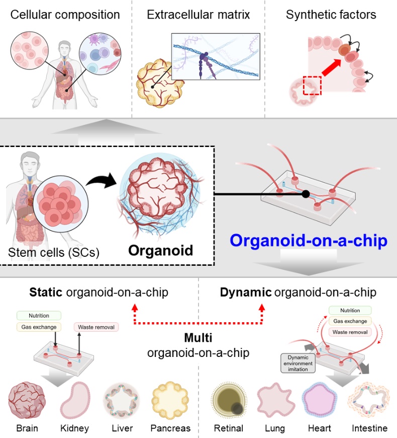 오가노이드-온-어-칩 플랫폼 개념도 / 사진 제공 : 인하대학교, 출처 : BRIC Bio통신원