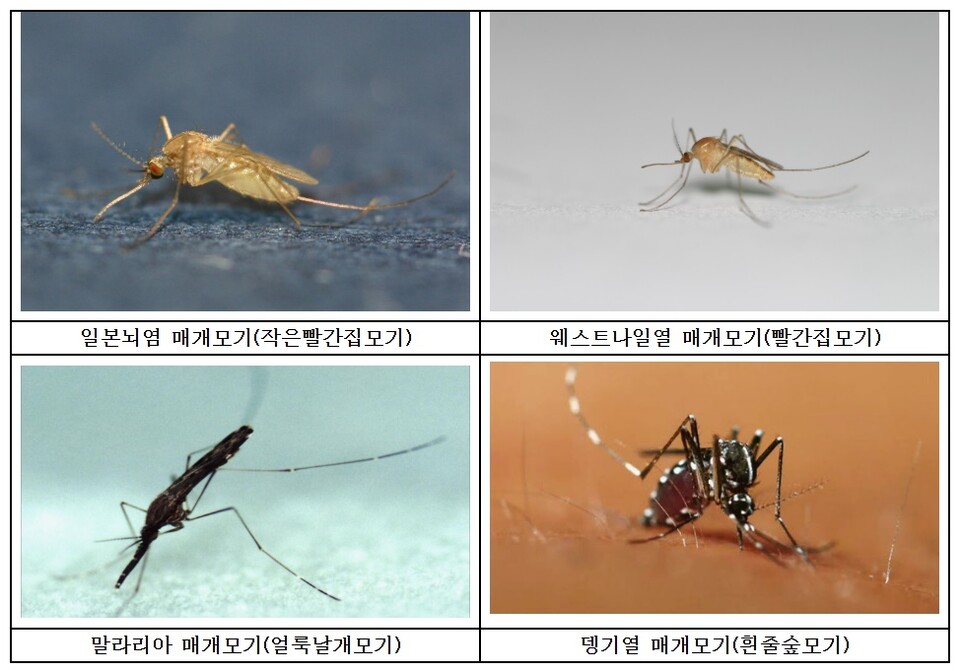 주요 감염병 매개 모기 사진 / 출처 : 질병관리청 보도자료