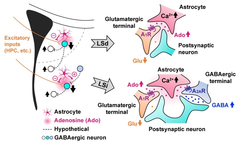 측중격 성상교세포에 의한 측중격 신경회로 활성 조절 기전 / 출처 : 서울대학교 보도자료