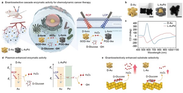 제공 : 이화여자대학교, 출처 : BRIC Bio통신원