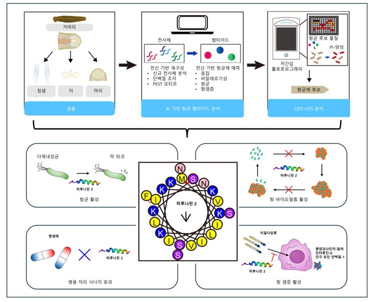 천연물 유래 신규 항생물질 히루니핀 2 발굴 및 효용성 검증 / 제공 : 한국기초과학지원연구원, 출처 : BRIC Bio통신원