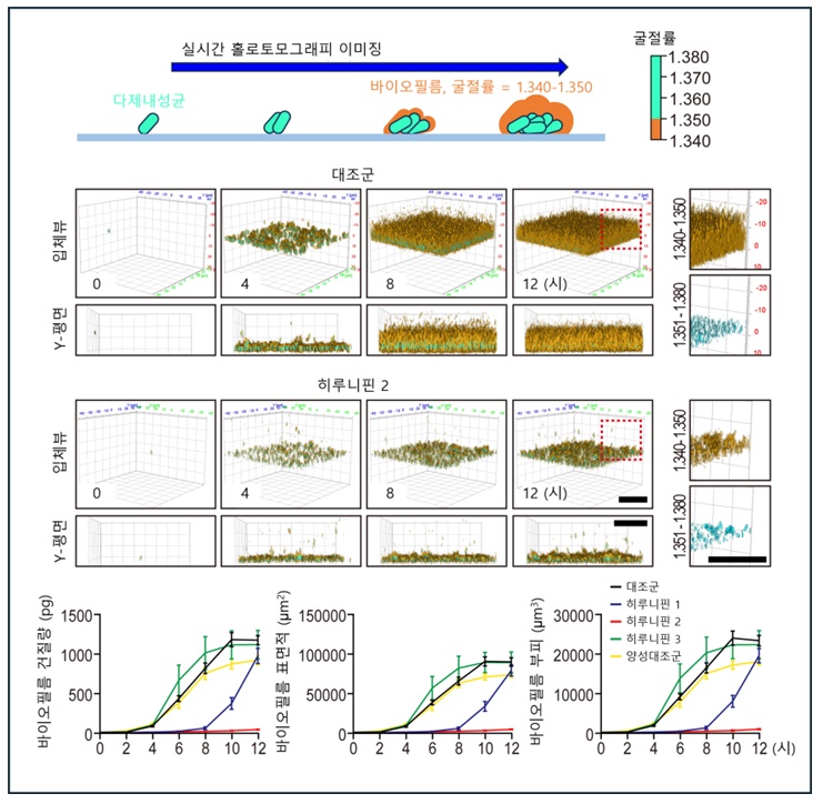 3차원 홀로토모그래피 활용 히루니핀 2에 의한 항바이오필름 효과 확인 / 제공 : 한국기초과학지원연구원, 출처 : BRIC Bio통신원