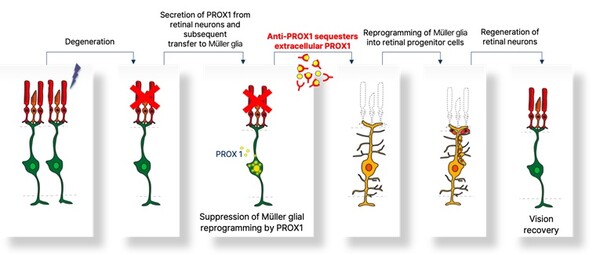 PROX1 이동 억제를 통한 망막재생 유도 메커니즘 / 출처 : 카이스트(KAIST)