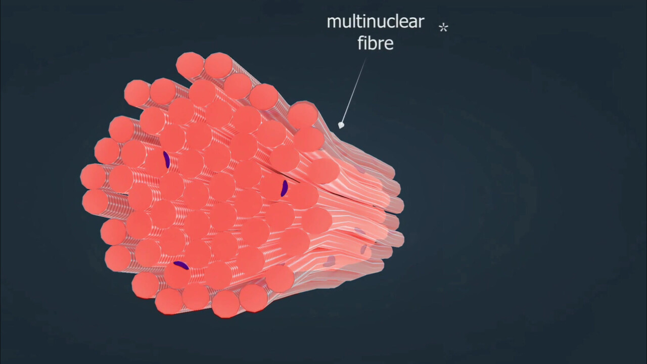 골격근은 여러 개의 근육세포가 결합한 다핵세포 구조로 돼 있다 / 이미지 출처 : Motion Elements