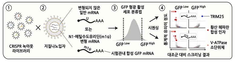 mRNA 백신의 세포 조절 경로를 탐구하기 위한 크리스퍼 녹아웃 스크리닝 전략 / 이미지 출처 : 과학기술정보통신부