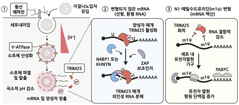 mRNA 백신의 주요 세포 조절 경로와 N1-메틸수도유리딘 변형 염기 효과의 분자 기전 / 이미지 출처 : 과학기술정보통신부