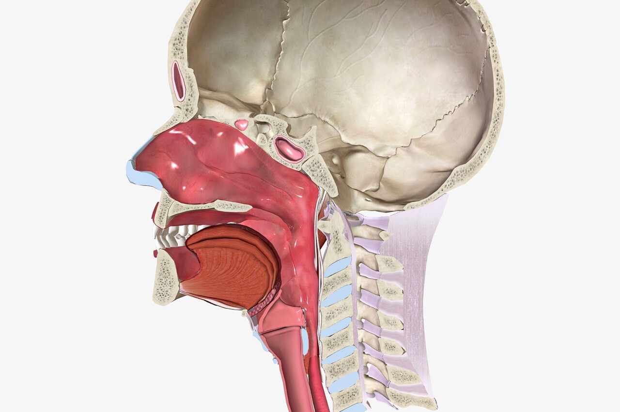 두경부암은 뇌 아래부터 가슴 윗부분 사이에서 발생하는 모든 암을 통틀어 부르는 말이다 / 이미지 출처 : Motion Elements