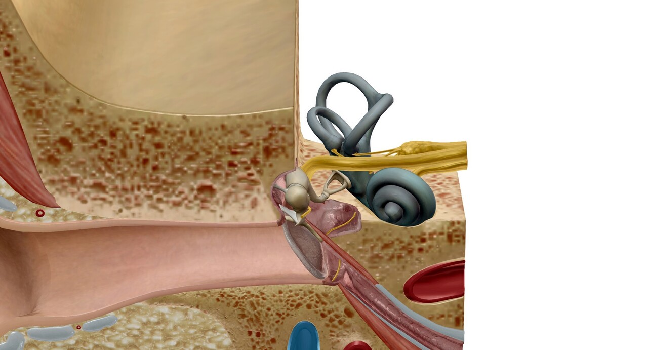 멀미 증상은 귀 안쪽 균형을 담당하는 기관과 연관이 있다 / 이미지 출처 : Motion Elements