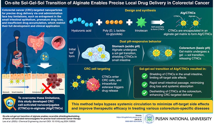 위장관 내 sol-gel-sol 변환 및 암세포 특이적 나노복합체를 응용한 경구용 국소 대장암 표적 치료제 개발 개요 / 사진 출처 : 부산대학교