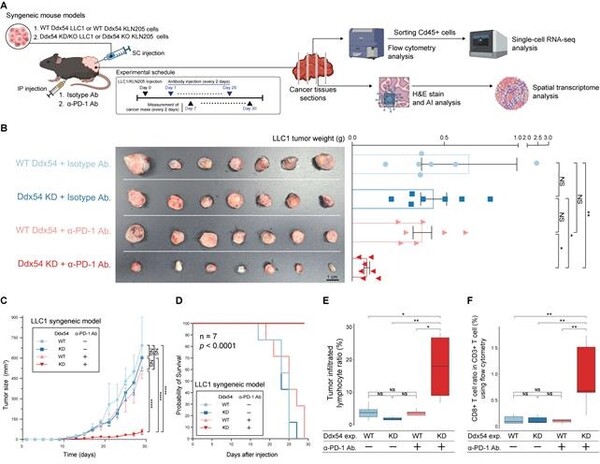 동종(Syngeneic) 폐암 마우스 모델에서 DDX54 억제할 경우 암세포의 면역회피능을 되돌림으로써 면역항암치료 민감성이 강화됨을 확인 / 출처 : 카이스트 연구뉴스