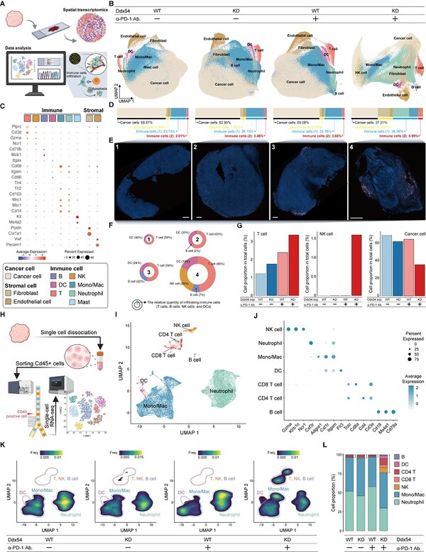 단일세포 전사체 및 공간전사체 분석을 통해 DDX54 억제시 면역세포의 암조직내 침윤이 증가됨을 확인함 / 출처 : 카이스트 연구뉴스