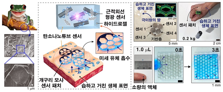 양서류의 발바닥을 본뜬 극미량의 체액을 실시간 감지하는 부드러운 근적외선 광학 바이오센서 점착 패치 개발 / 출처 : 성균관대학교