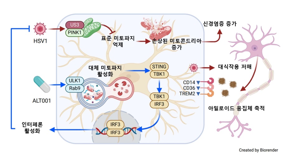 신규 미토파지 촉진 물질인 ALT001의 효과 / 출처 : 고려대학교 의과대학